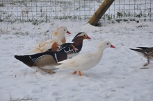 image Recruter avec RECONNESSENS